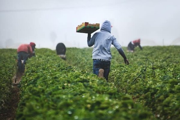 Comment les entreprises du secteur agroalimentaire peuvent-elles se conformer aux réglementations sur les OGM ?